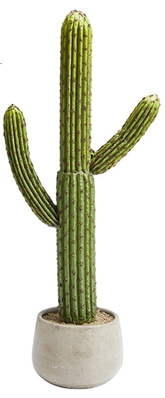 cactus Romadon.co