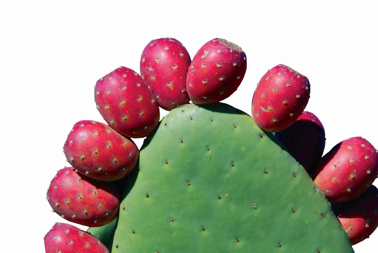 
											cactus fruit Romadon							
