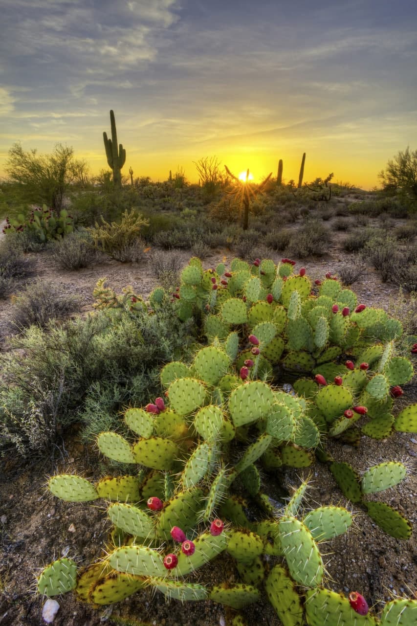 
											cactus sun Romadon							