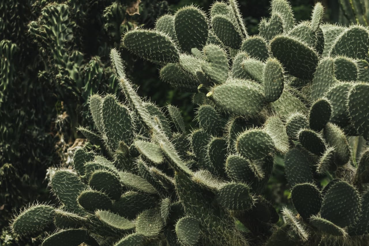 
											cactus Romadon.co							