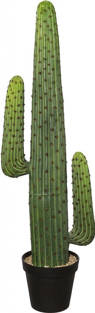 cactus Romadon.co